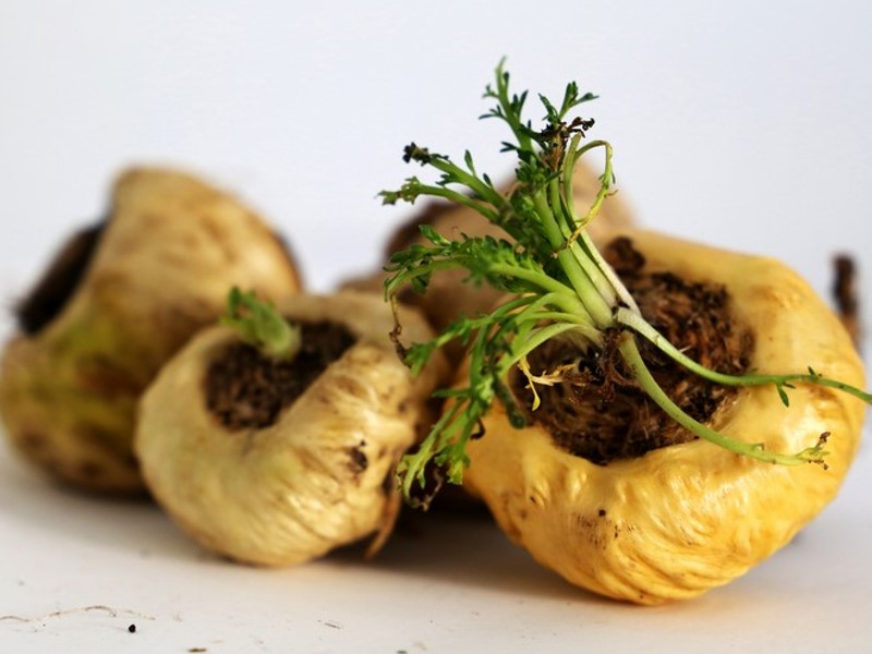 Bio maca korijen superhrana za muškarce i žene.