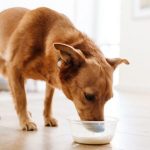Probiotici za pse kao podrška zdravlju i vitalnosti probiotici za pse